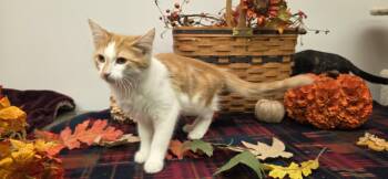 Simbad -  Domestic Long Hair Cat for Adoption in Hartville, Ohio - Simbad | PetCurious