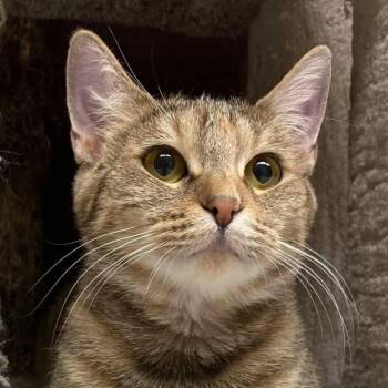 Rescue Domestic Short Hair Cats for Adoption in Buffalo, New York - Olivia | PetCurious
