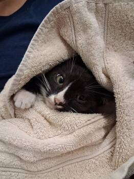FLYNN -  Domestic Short Hair Cat for Adoption in Chula Vista, California - FLYNN | PetCurious