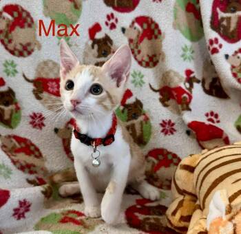 Max -  Tabby Cat for Adoption in Deltona, Florida - Max | PetCurious