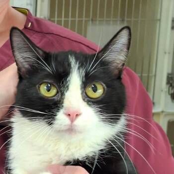 Domestic Short Hair Cats Available for Adoption in Zanesville, Ohio - Mimi | PetCurious