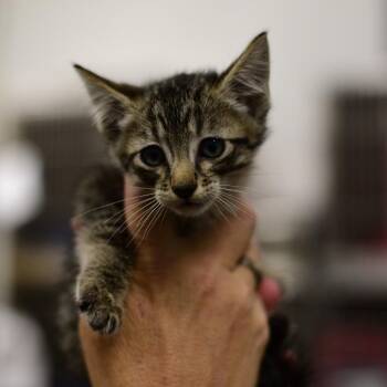 Gomez -  Domestic Short Hair Cat for Adoption in Idaho Falls, Idaho - Gomez | PetCurious