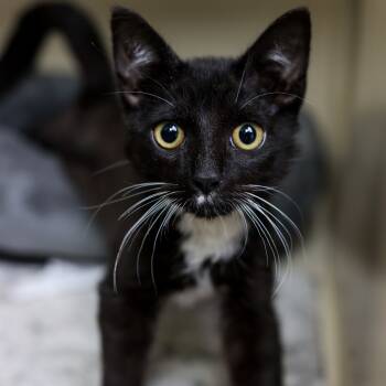 Rescue Domestic Short Hair Cats for Adoption in Los Angeles, California - Sheldon | PetCurious