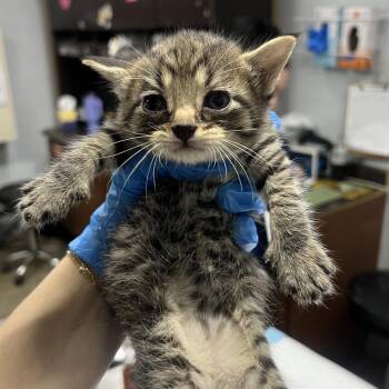 Domestic Short Hair Cats Available for Adoption in Summerville, South Carolina - Coachella | PetCurious