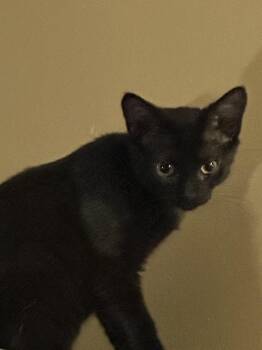 Tabby Cats Available for Adoption - Amber | PetCurious