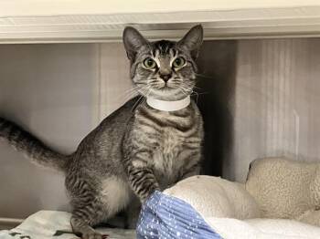 Domestic Short Hair Cats Available for Adoption in Tustin, California - NATAYLA | PetCurious