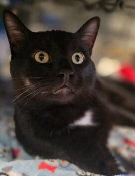Domestic Short Hair Cats Available for Adoption - Chris | PetCurious