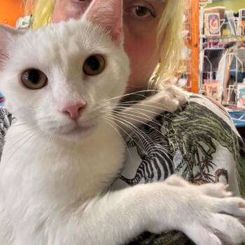 Domestic Short Hair Cats Available for Adoption in Los Angeles, California - Casper | PetCurious