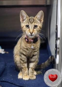 Bagara -  Domestic Short Hair Cat for Adoption in Sidney, Ohio - Bagara | PetCurious