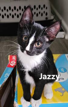 Jazzy -  Domestic Short Hair Cat for Adoption in Zimmerman, Minnesota - Jazzy | PetCurious