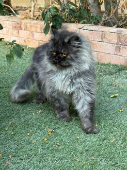 Rescue Persian Cats for Adoption in Brampton, Ontario - Taco | PetCurious