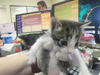 A382358 -  Domestic Short Hair Cat for Adoption in Ocala, Florida - A382358 | PetCurious