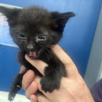 Domestic Short Hair Cats Available for Adoption in Summerlee, West Virginia - Baxter | PetCurious