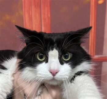 MOONSHINE -  Domestic Long Hair Cat for Adoption in San Bernardino, California - MOONSHINE | PetCurious