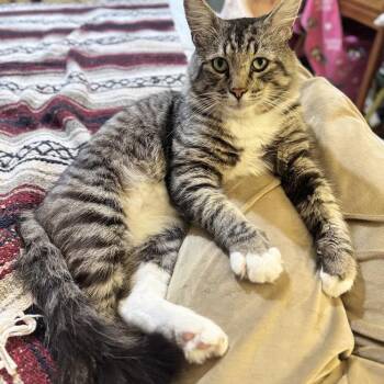 Silas -  Maine Coon Cat for Adoption in Coral Gables, Florida - Silas | PetCurious