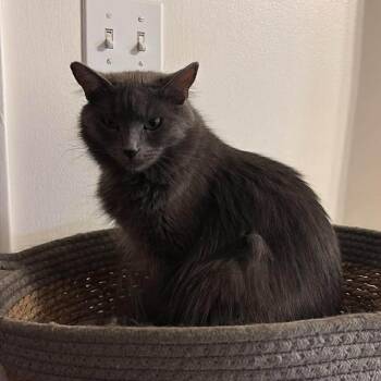 Louie Taylor -  Domestic Medium Hair Cat for Adoption in Eagle Mountain, Utah - Louie Taylor | PetCurious