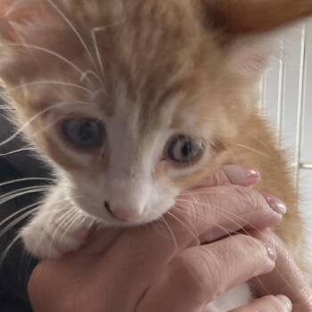 Domestic Medium Hair Cats Available for Adoption in Marion, Illinois - Tapatio | PetCurious