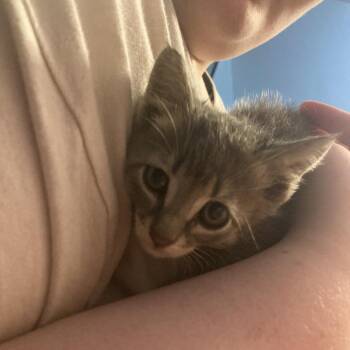 Moxie -  Domestic Short Hair Cat for Adoption in Rochester, Minnesota - Moxie | PetCurious