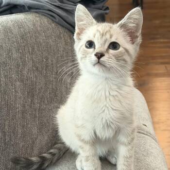 Smudge -  Siamese Cat for Adoption in Bentonville, Arkansas - Smudge | PetCurious