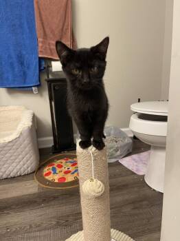 Johnny 2023 -  Domestic Short Hair Cat for Adoption in Virginia Beach, Virginia - Johnny 2023 | PetCurious