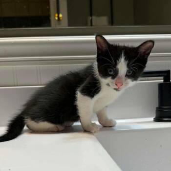 Dazzle -  Domestic Short Hair Cat for Adoption in Wichita, Kansas - Dazzle | PetCurious