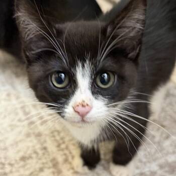 American Shorthair Cats Available for Adoption in Frederick, Maryland - Loki | PetCurious