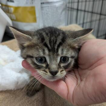 Tabby-blue -  Domestic Short Hair Cat for Adoption in Greenville, Pennsylvania - Tabby-blue | PetCurious