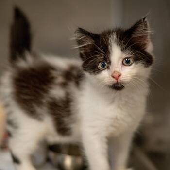 Angelica -  Domestic Medium Hair Cat for Adoption in Hilton Head Island, South Carolina - Angelica | PetCurious