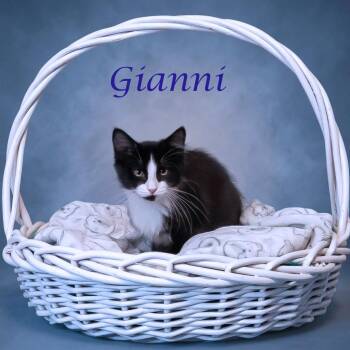 Gianni C26-107 -  Domestic Short Hair Cat for Adoption in Lebanon, Tennessee - Gianni C26-107 | PetCurious