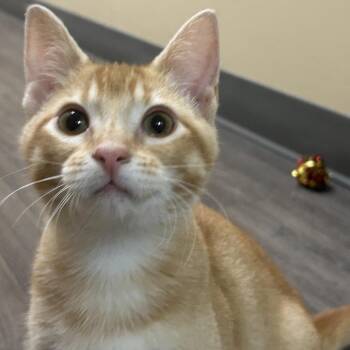 Megatron -  American Shorthair Cat for Adoption - Megatron | PetCurious