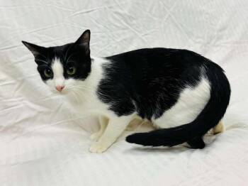 Rescue Domestic Short Hair Cats for Adoption in Cary, North Carolina - Mim | PetCurious
