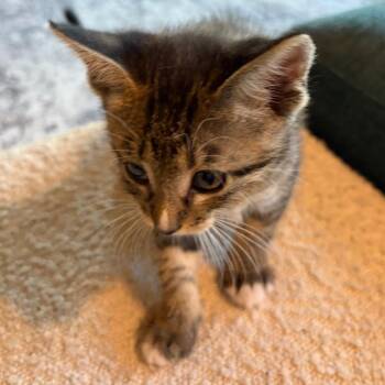 Mordecai 7 -  Domestic Short Hair Cat for Adoption in Austin, Texas - Mordecai 7 | PetCurious