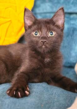 Rescue Domestic Short Hair Cats for Adoption in Harrison Township, New Jersey - Kale | PetCurious