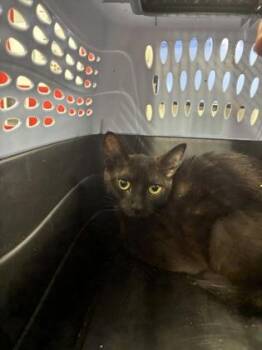 Domestic Short Hair Cats Available for Adoption in West Chester, Pennsylvania - Union | PetCurious