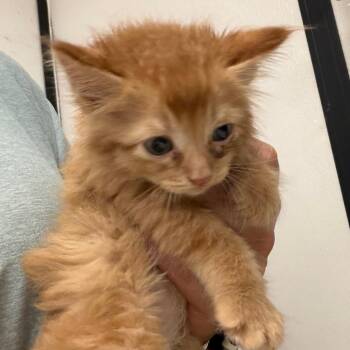 Domestic Long Hair Cats Available for Adoption in Lake Jackson, Texas - Binx | PetCurious