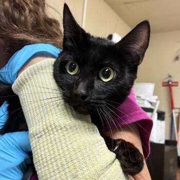 Rebecca (mcas) -  Domestic Short Hair Cat for Adoption in Troutdale, Oregon - Rebecca (mcas) | PetCurious