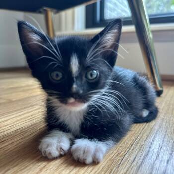 Jerry Seinfeld -  Domestic Short Hair Cat for Adoption in Houston, Texas - Jerry Seinfeld | PetCurious