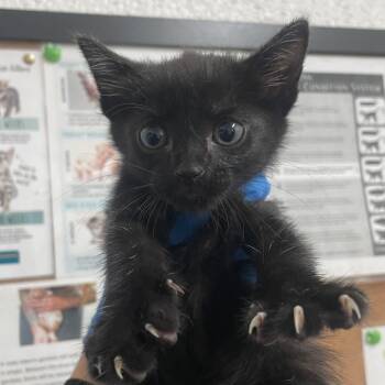 Gail -  Domestic Short Hair Cat for Adoption in Edinburg, Texas - Gail | PetCurious