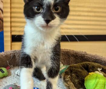 Rescue Domestic Short Hair Cats for Adoption in Farmland, Indiana - Marbles | PetCurious