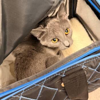 Silvia -  Domestic Short Hair Cat for Adoption in Philadelphia, Pennsylvania - Silvia | PetCurious