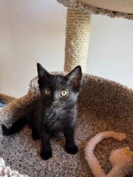 Rescue Domestic Medium Hair and Domestic Short Hair Cats for Adoption in Bellevue, Washington - Will | PetCurious