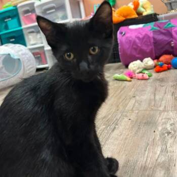 Eric -  Domestic Short Hair Cat for Adoption in Burnaby, British Columbia - Eric | PetCurious
