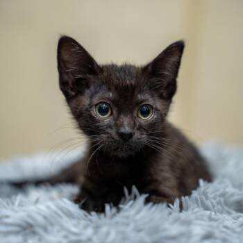 Plantain -  Domestic Short Hair Cat for Adoption in Gainesville, Georgia - Plantain | PetCurious