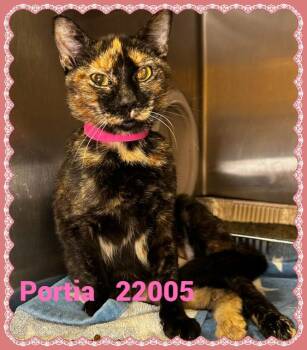 PORTIA -  Domestic Short Hair Cat for Adoption in Marietta, Georgia - PORTIA | PetCurious
