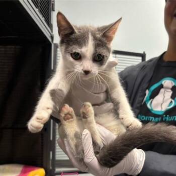 Dumpling -  Domestic Short Hair Cat for Adoption in Mooresville, North Carolina - Dumpling | PetCurious