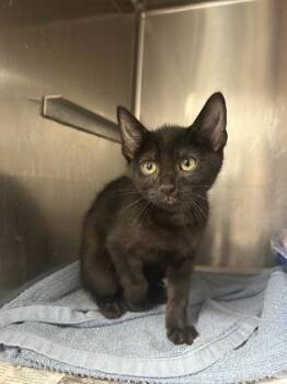 Milan -  Domestic Short Hair Cat for Adoption in Houston, Texas - Milan | PetCurious