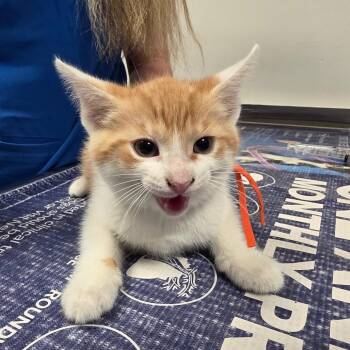 Theo -  Domestic Short Hair Cat for Adoption in Carmel, Indiana - Theo | PetCurious