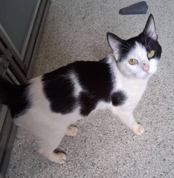 Rescue Domestic Short Hair Cats for Adoption in Renfrew, Pennsylvania - Moe | PetCurious