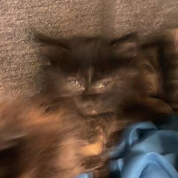 Pearl -  Domestic Short Hair Cat for Adoption in Reno, Nevada - Pearl | PetCurious
