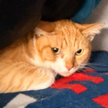 Domestic Short Hair Cats Available for Adoption - Ziggy | PetCurious